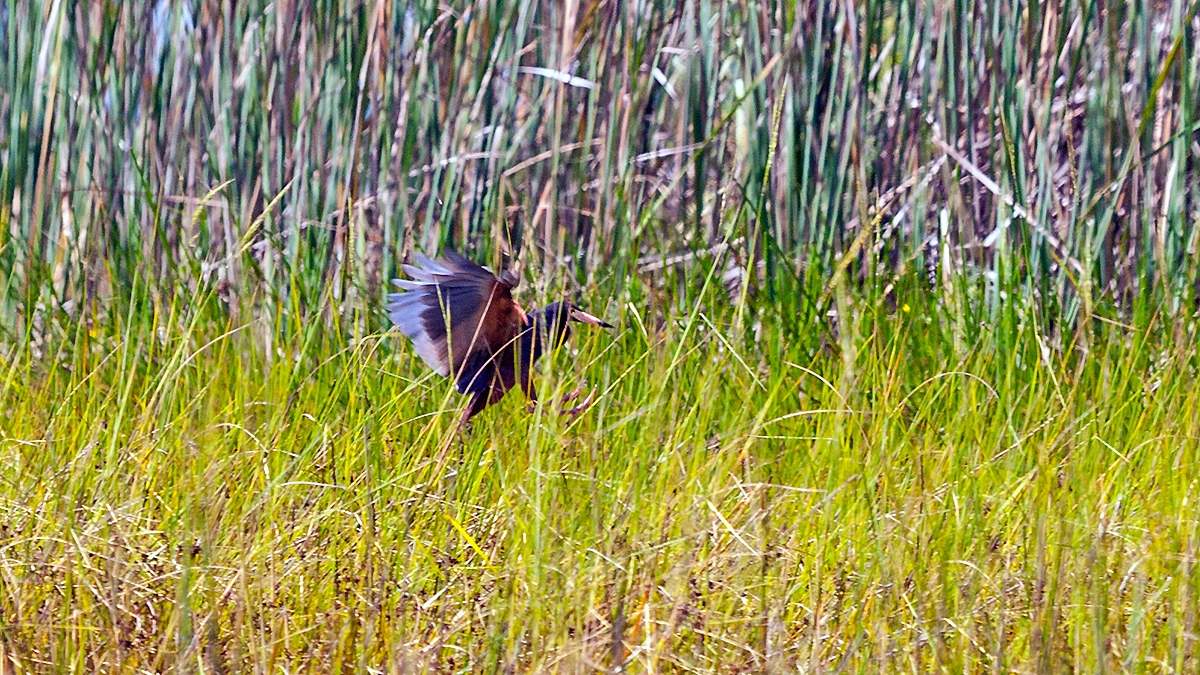 Rufous-bellied Heron [Ardeola rufiventris]