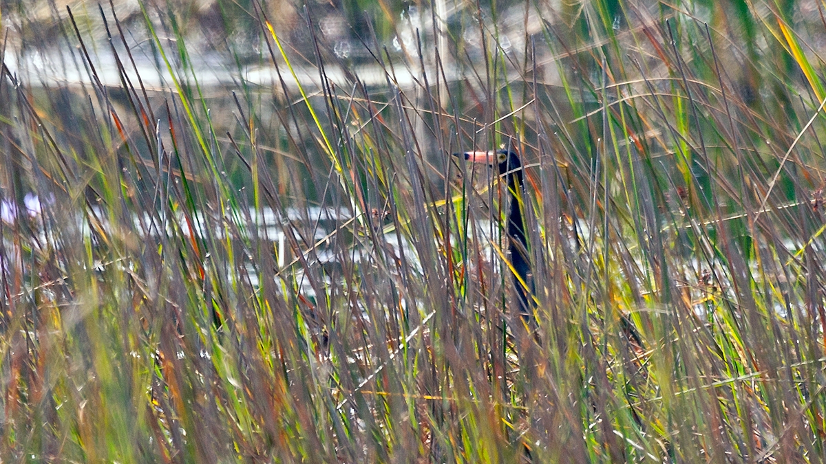 Rufous-bellied Heron [Ardeola rufiventris]