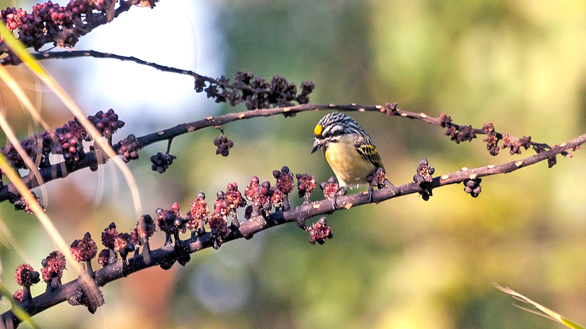 Yellow-fronted Tinkerbird [Pogoniulus chrysoconus extoni]