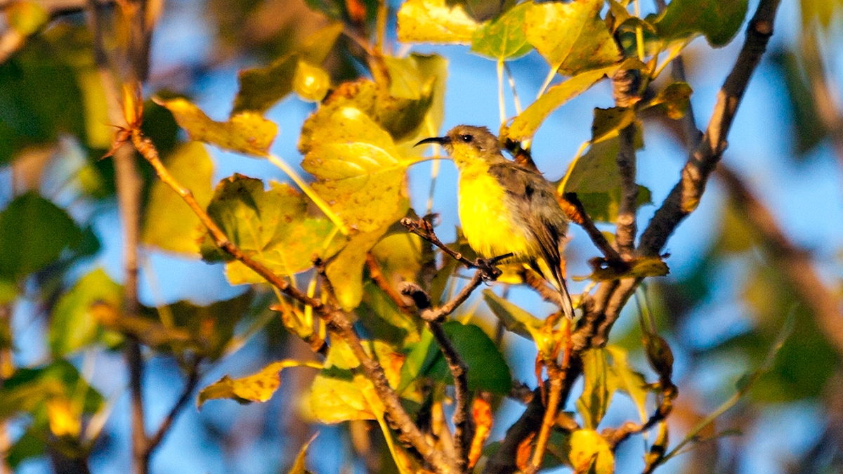 Variable Sunbird [Cinnyris venustus falkensteini]