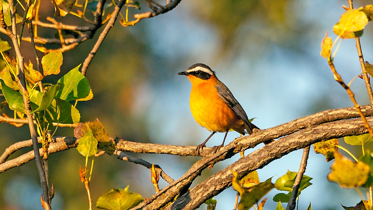 White-browed Robin-Chat [Cossypha heuglini heuglini]