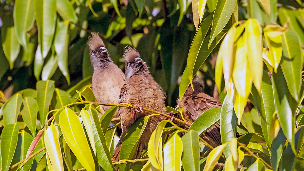 Speckled Mousebird [Colius striatus congicus]