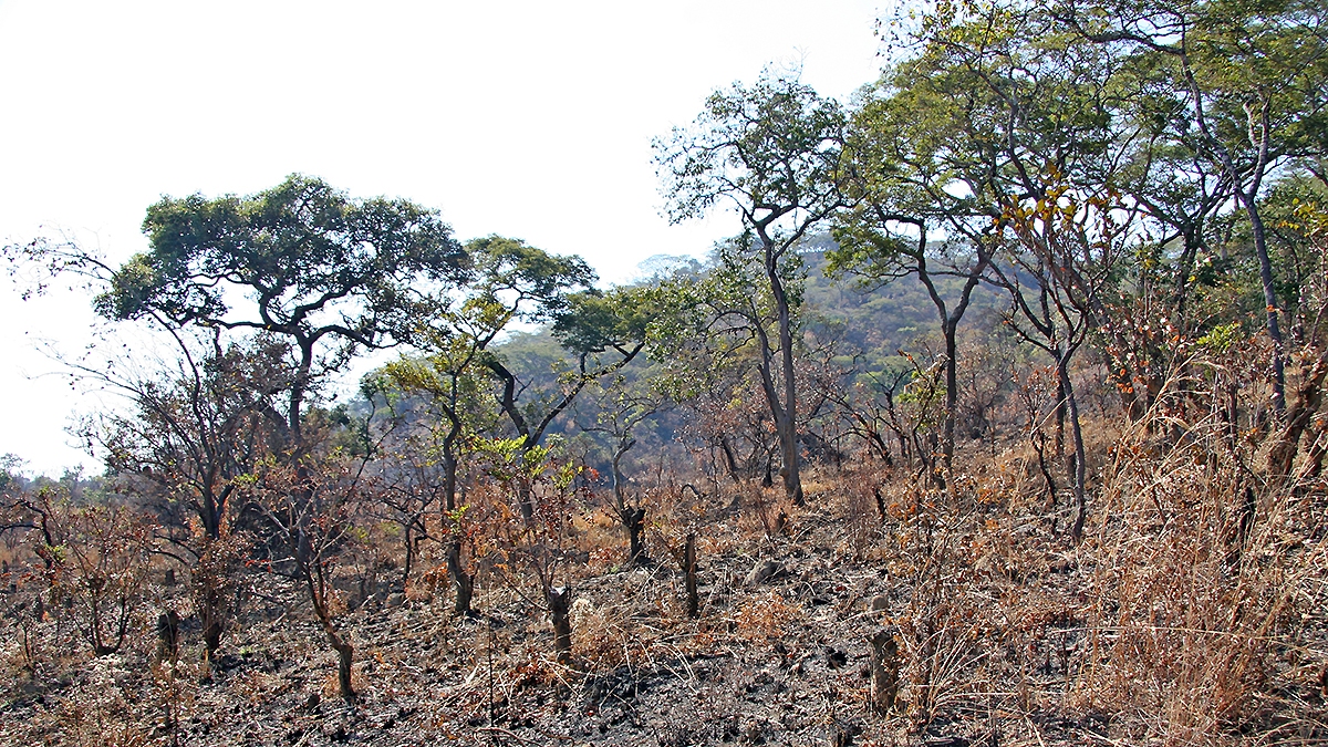 ‘Birding Hill’ behind DRC field camp