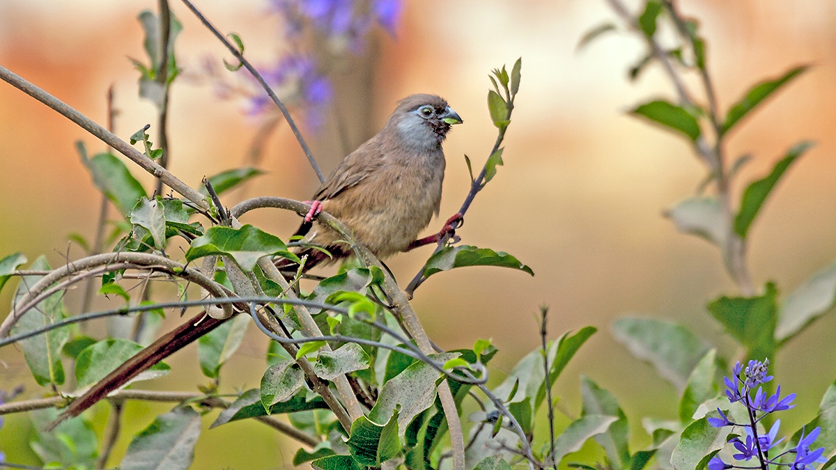 Speckled Mousebird [Colius striatus congicus]
