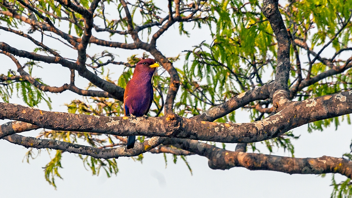 Broad-billed Roller [Eurystomus glaucurus suahelicus]
