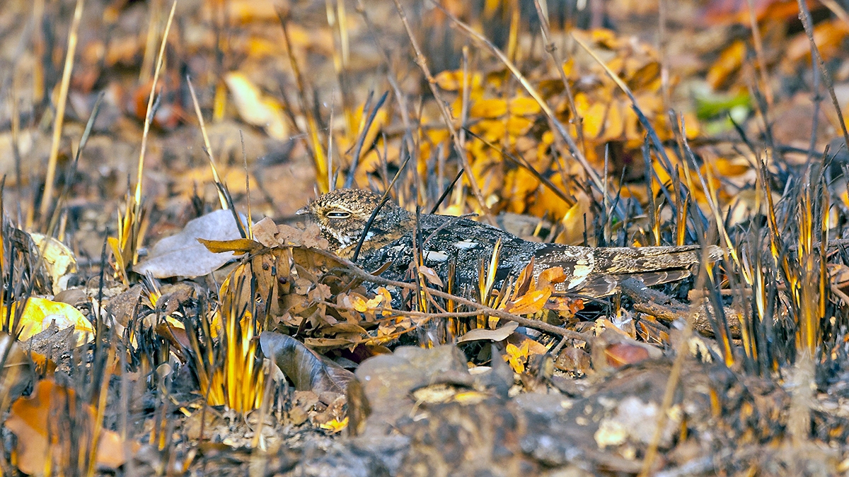 Fiery-necked Nightjar [Caprimulgus pectoralis shelleyi]