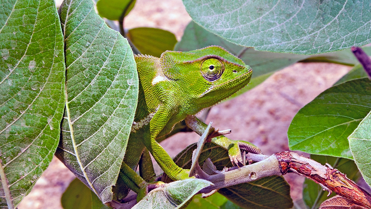 Flap-necked Chameleon [Chamaeleo dilepsis]