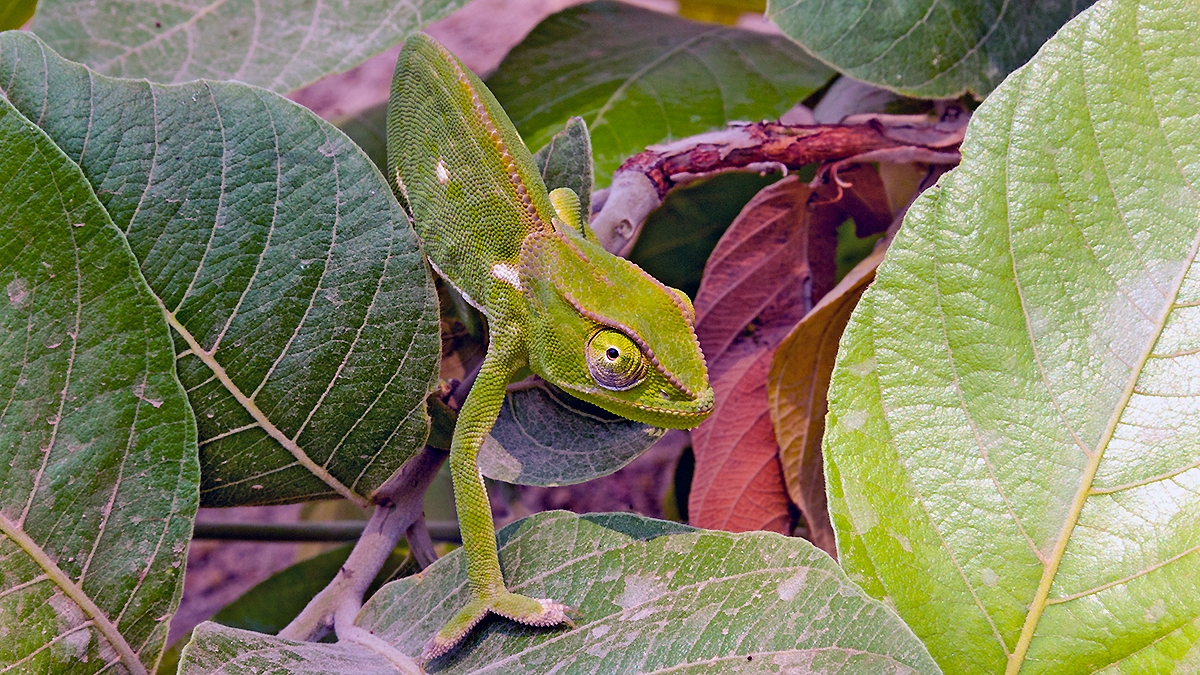 Flap-necked Chameleon [Chamaeleo dilepsis]