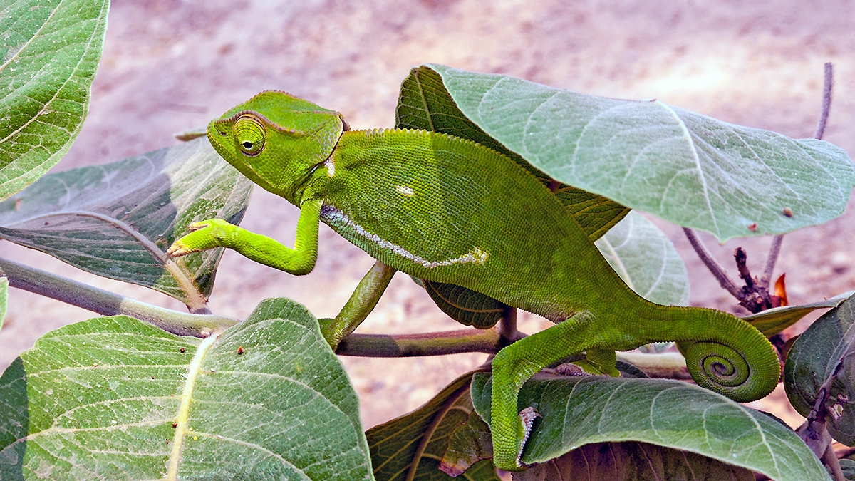 Flap-necked Chameleon [Chamaeleo dilepsis]