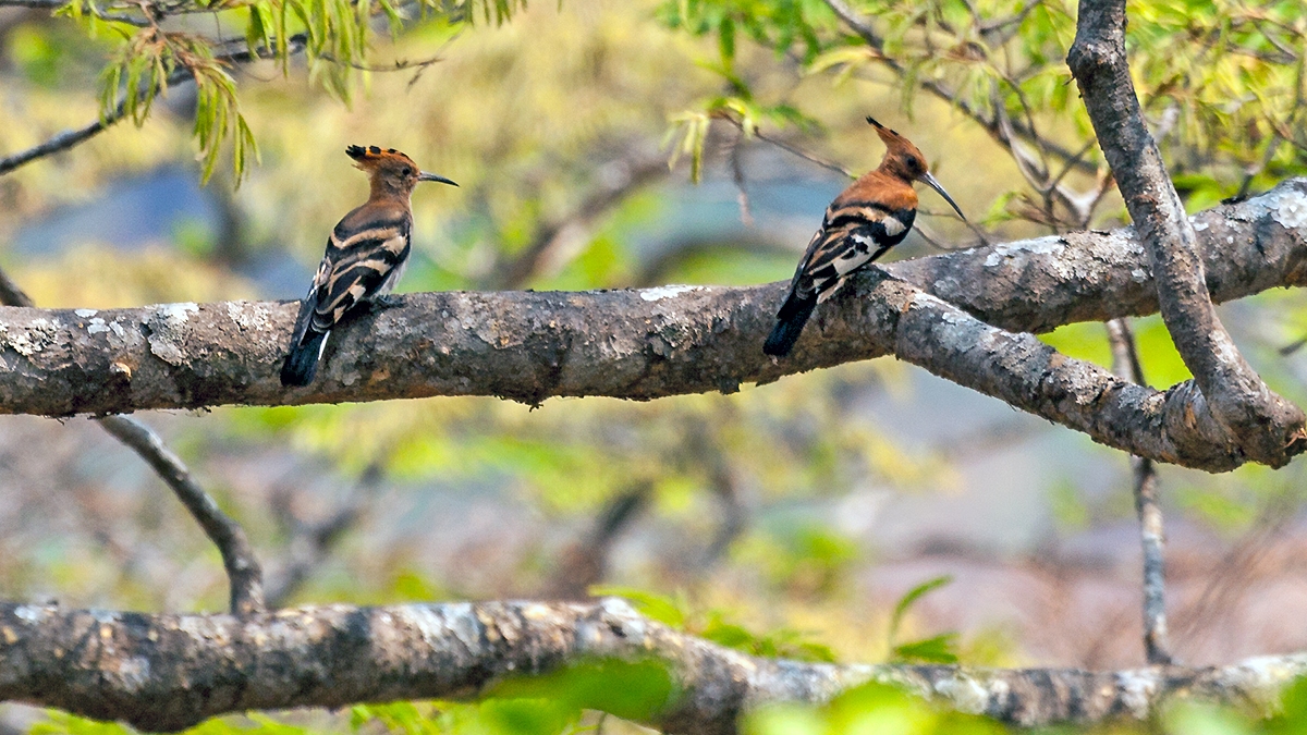 Eurasian Hoopoe [Upupa epops africana]