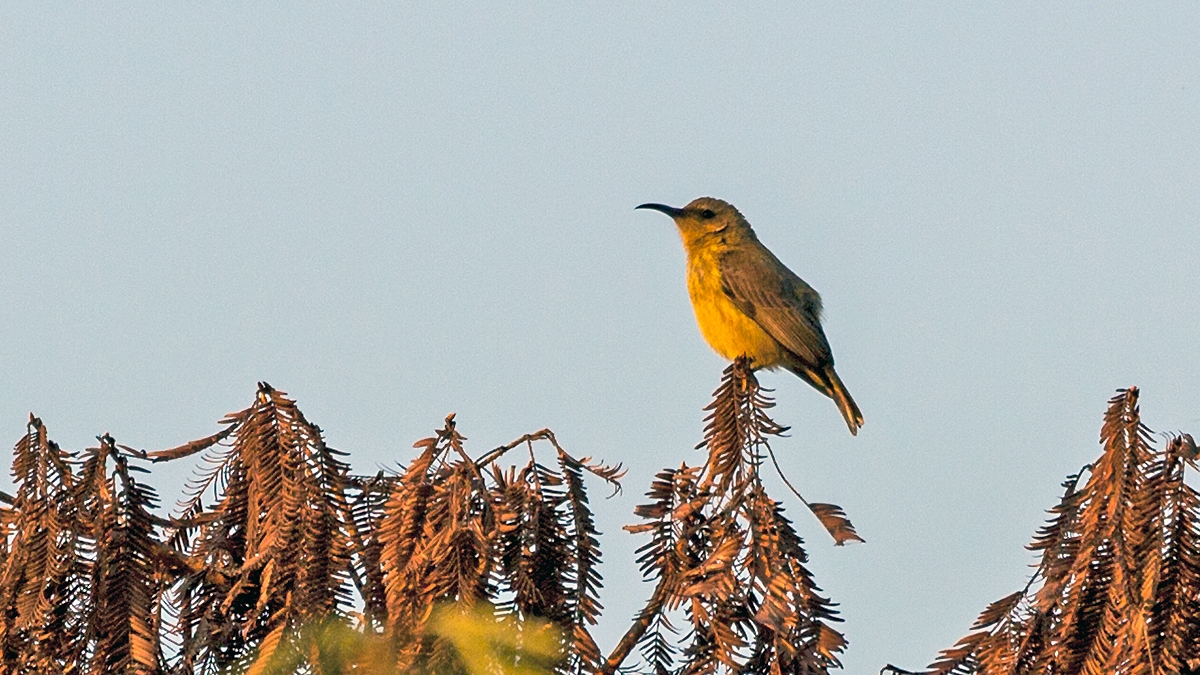 Western Miombo Sunbird [Cinnyris gertrudis]