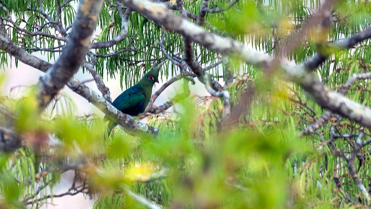 Schalow’s Turaco [Tauraco schalowi marungensis]
