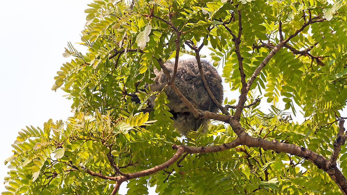 Brown Greater Galago [Otolemur crassicaudatus monteiri]