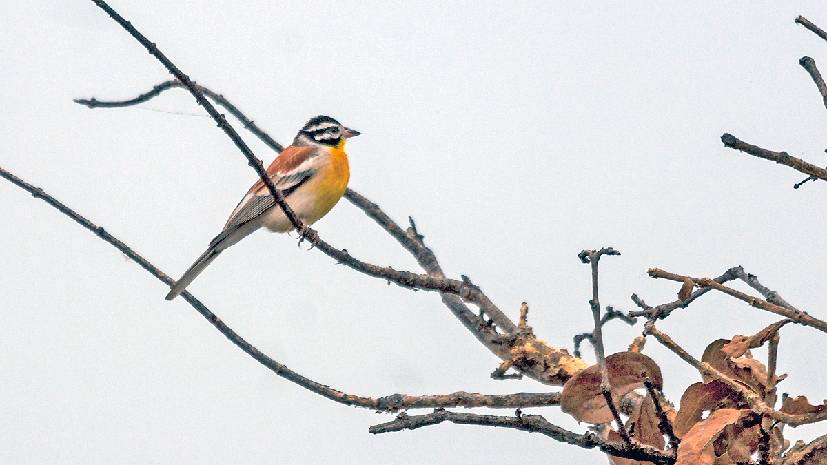 Golden-breasted Bunting [Emberiza flaviventris kalaharica]