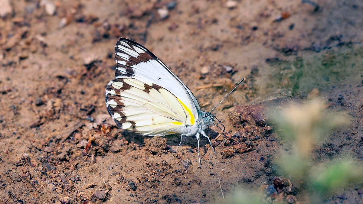 African Common White [Belenois creona severina]