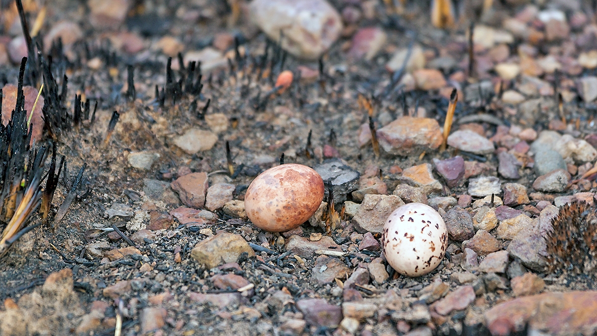 Fiery-necked Nightjar [Caprimulgus pectoralis shelleyi]