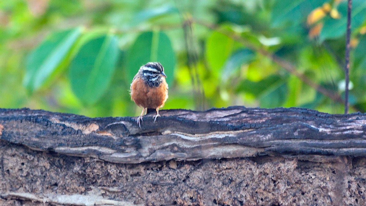 Cinnamon-breasted Bunting [Emberiza tahapisi tahapisi]