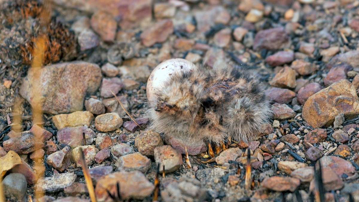 Fiery-necked Nightjar [Caprimulgus pectoralis shelleyi]