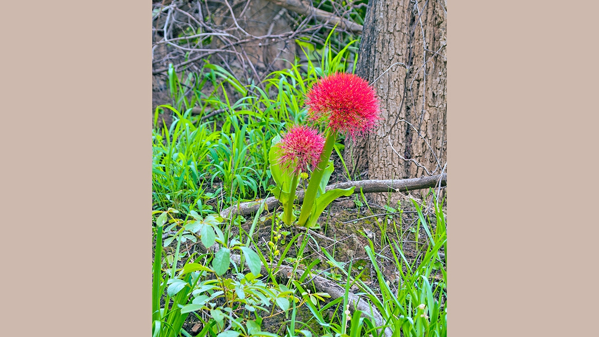 Blood Lily [Scadoxus multiflorus]