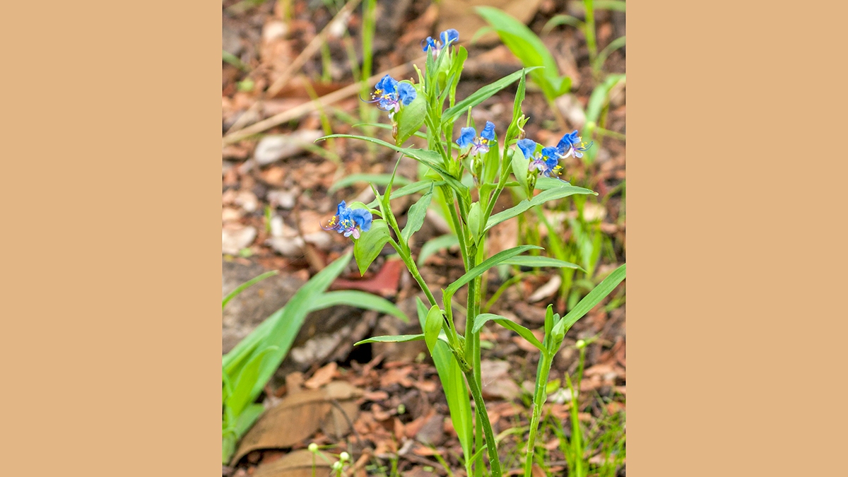 Dayflower [Commelina sp.]