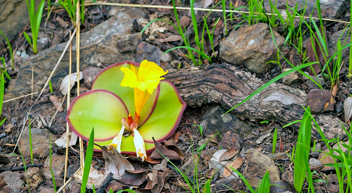 Yellow Trumpet [Costus spectabilis]