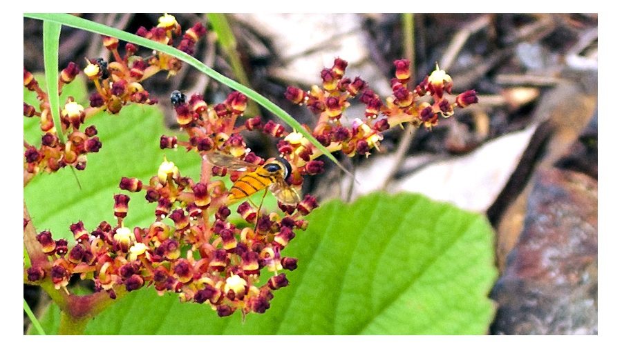 African Asark Hoverfly [Asarkina africana]
