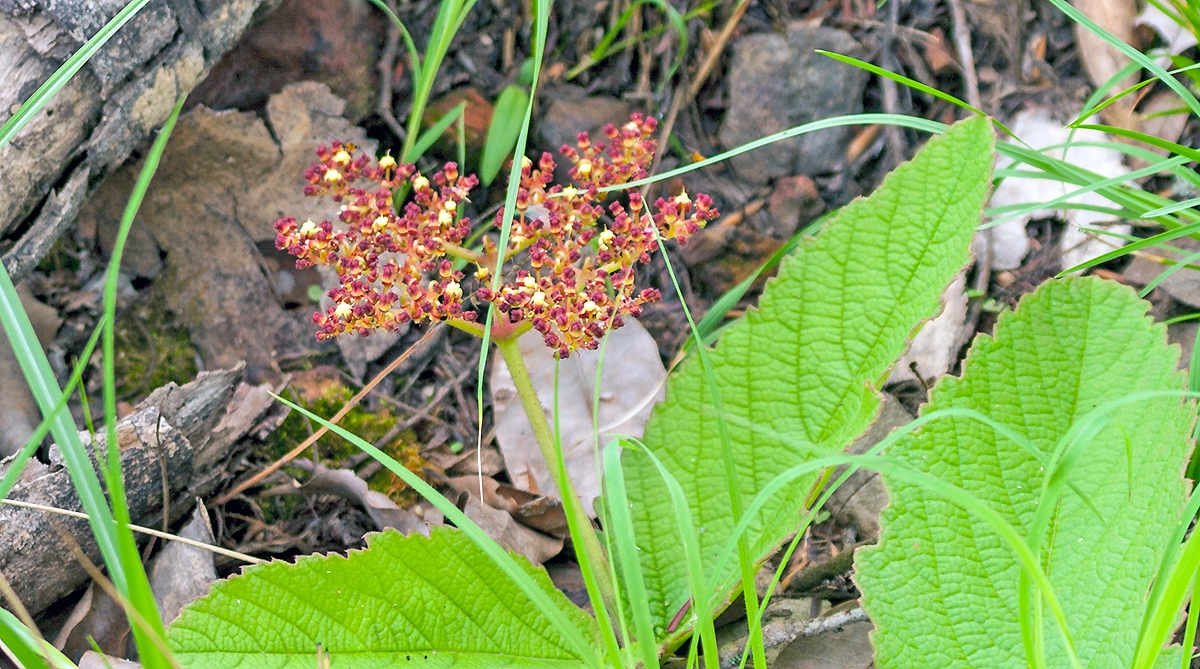 wild grape [Cyphostemma sp.]