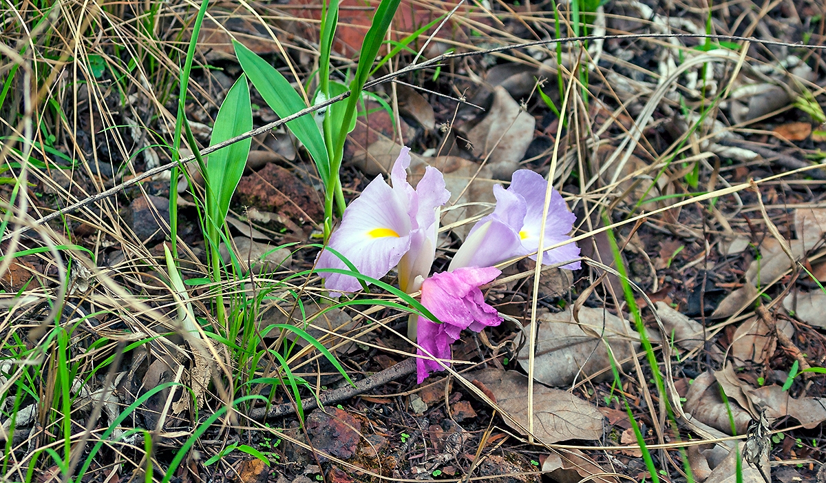 African Ginger [Siphonochilus aethiopicus]