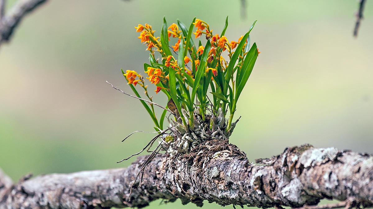 yellowspike orchid [Polystachya epiphytica]