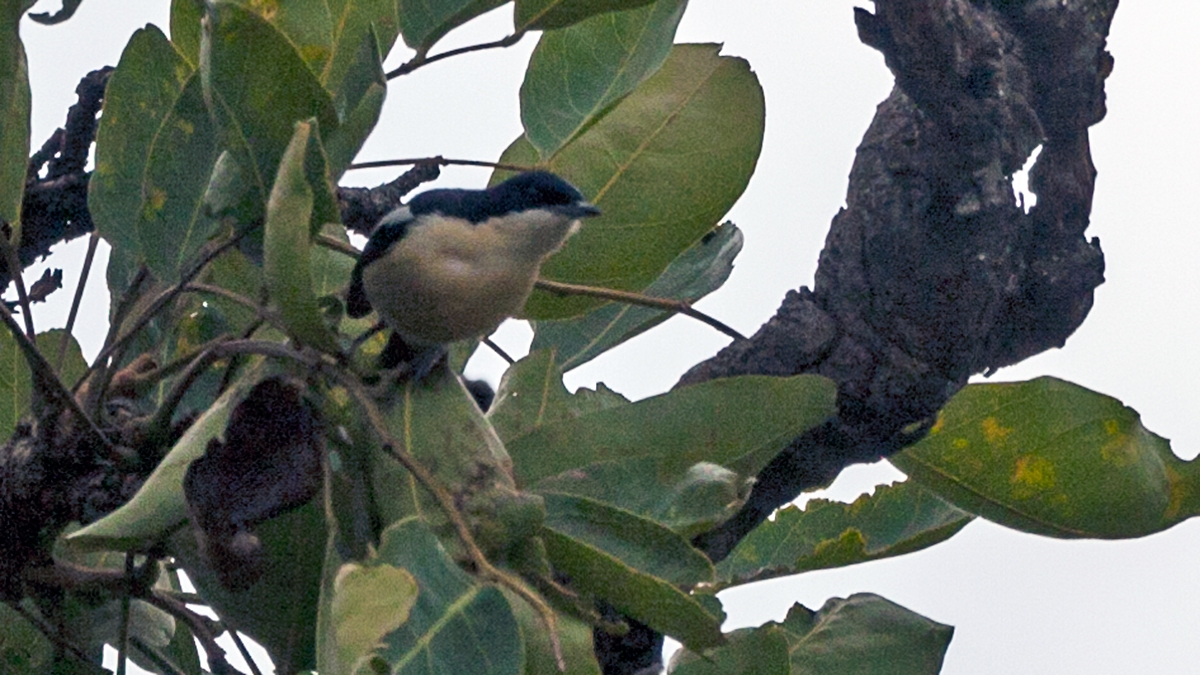 Yellow-bellied Hyliota [Hyliota flavigaster]