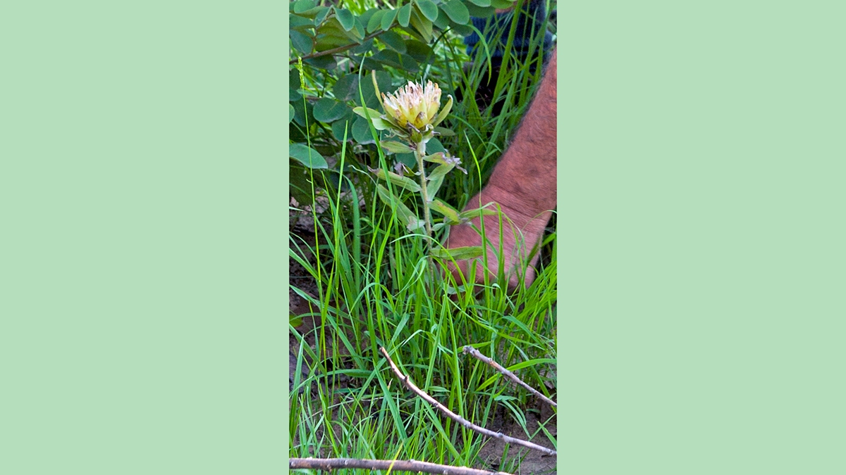Dwarf Savanna Sugarbush [Protea welwitschii ?]