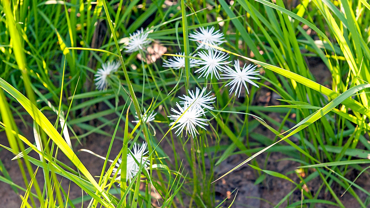 sedge species [Cyperus proteus]