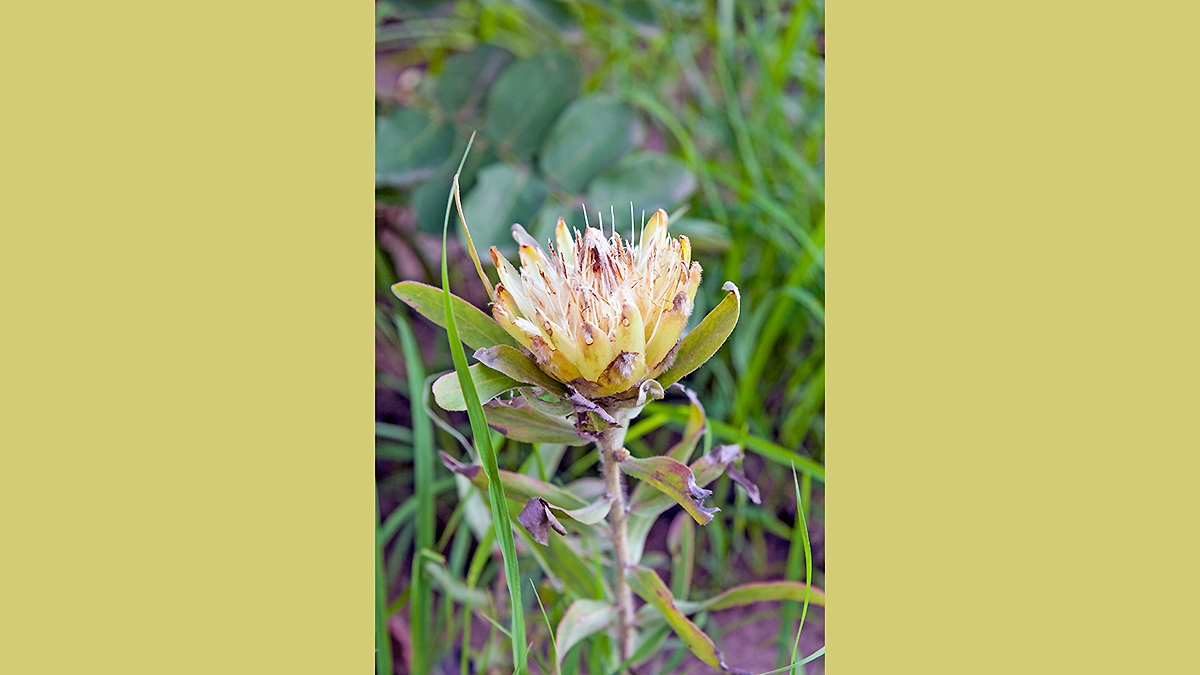Dwarf Savanna Sugarbush [Protea welwitschii ?]