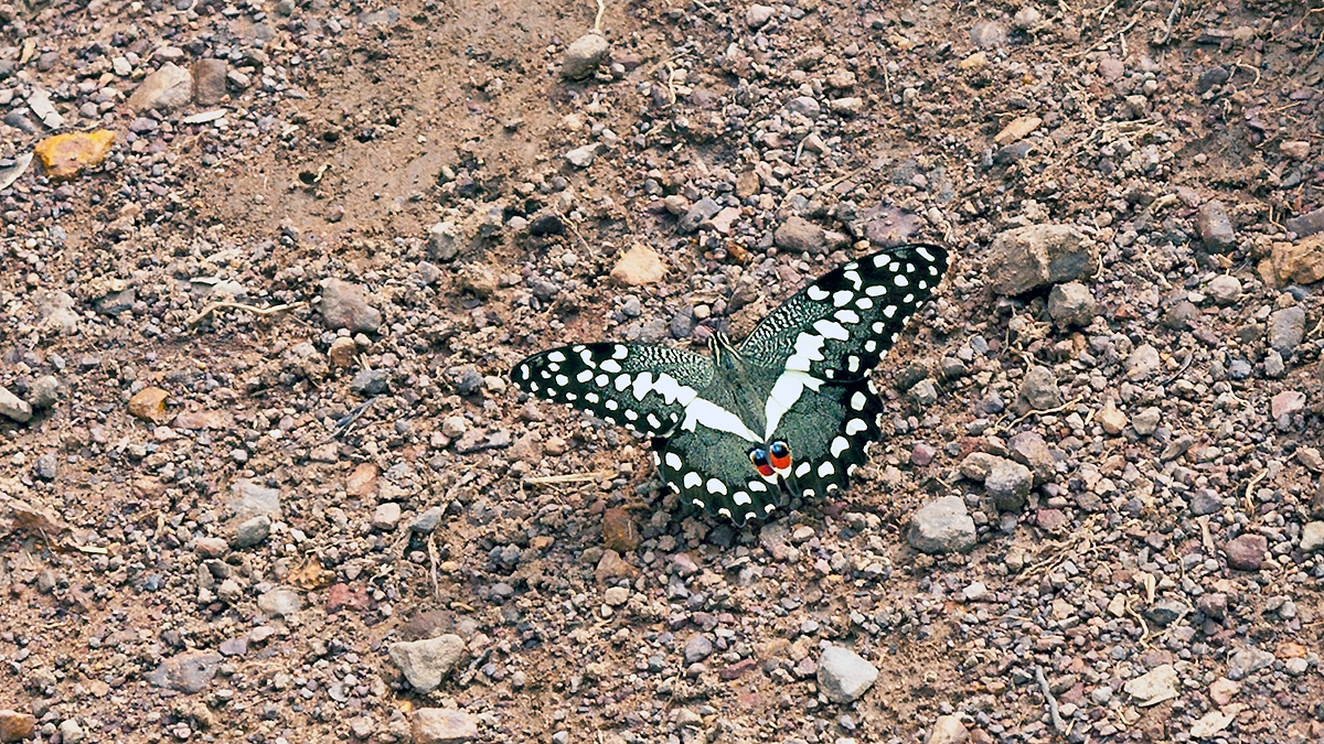 Citrus Swallowtail [Papilio demodocus]