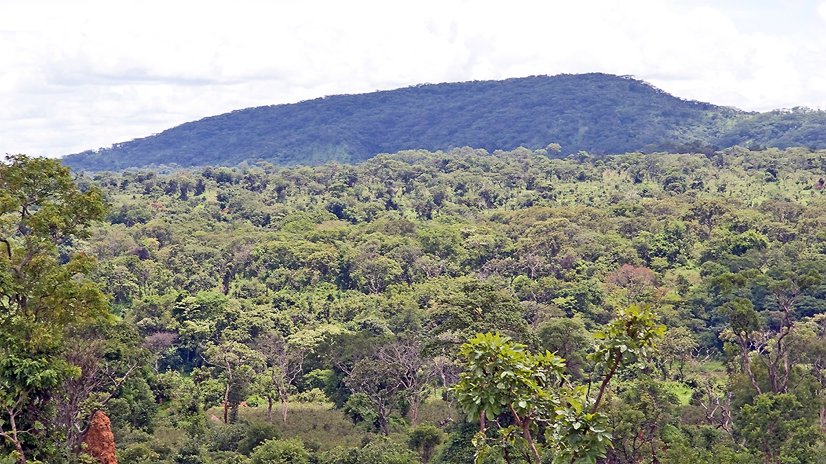 Primary and secondary miombo woodland
