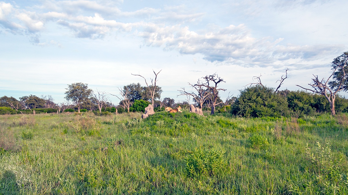 Lionesses at Lebala