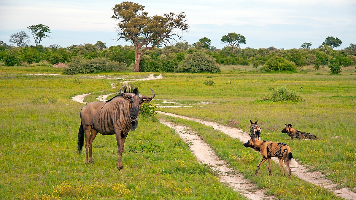 African Wild Dog [Lycaon pictus pictus]