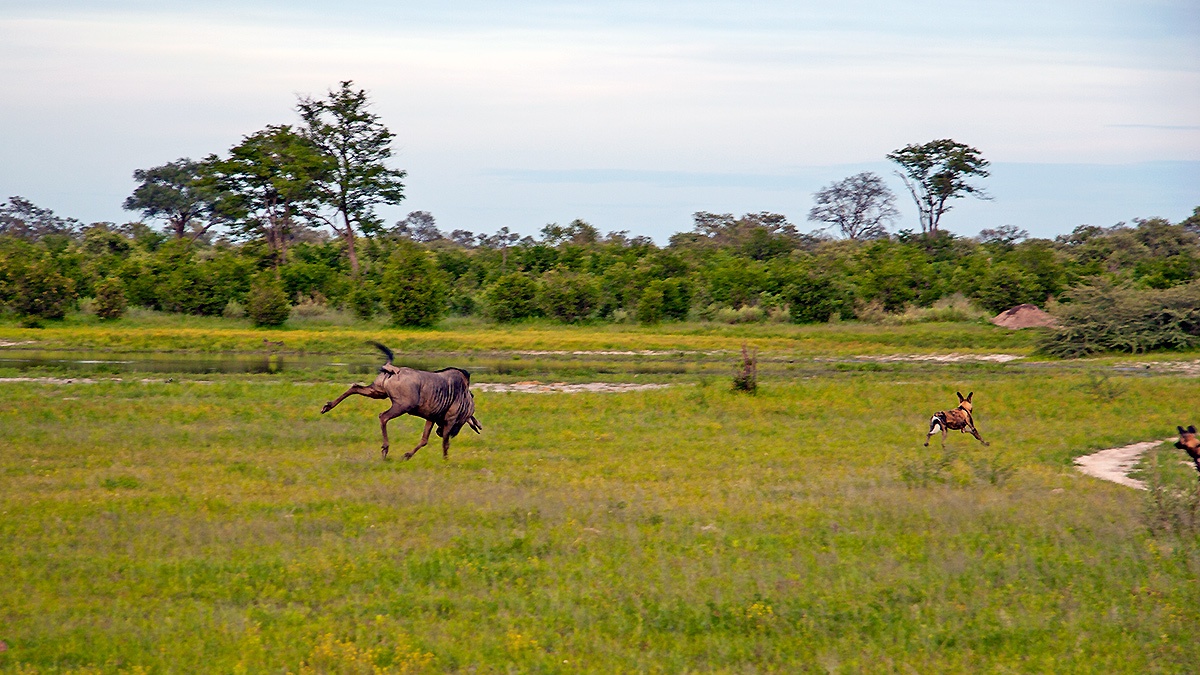 Wildebeest fighting off Wild Dogs