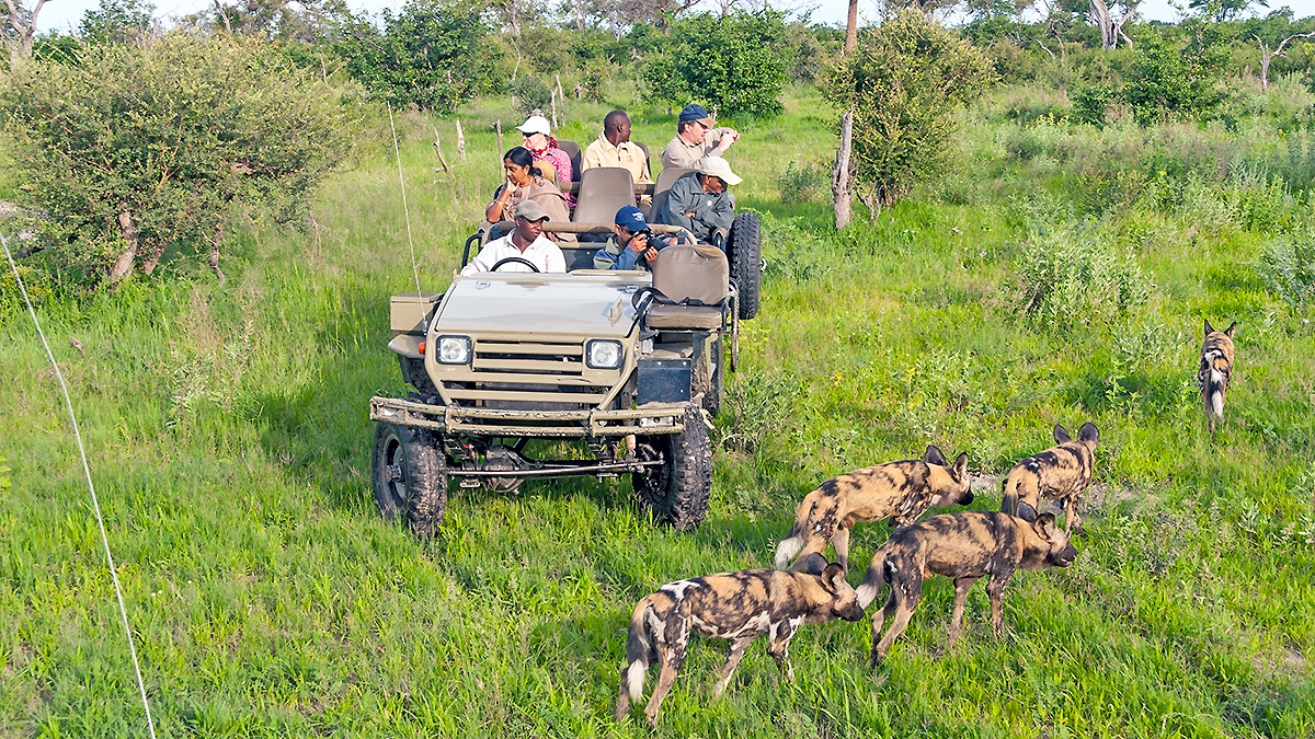 Off-road viewing of wild dogs at Lebala