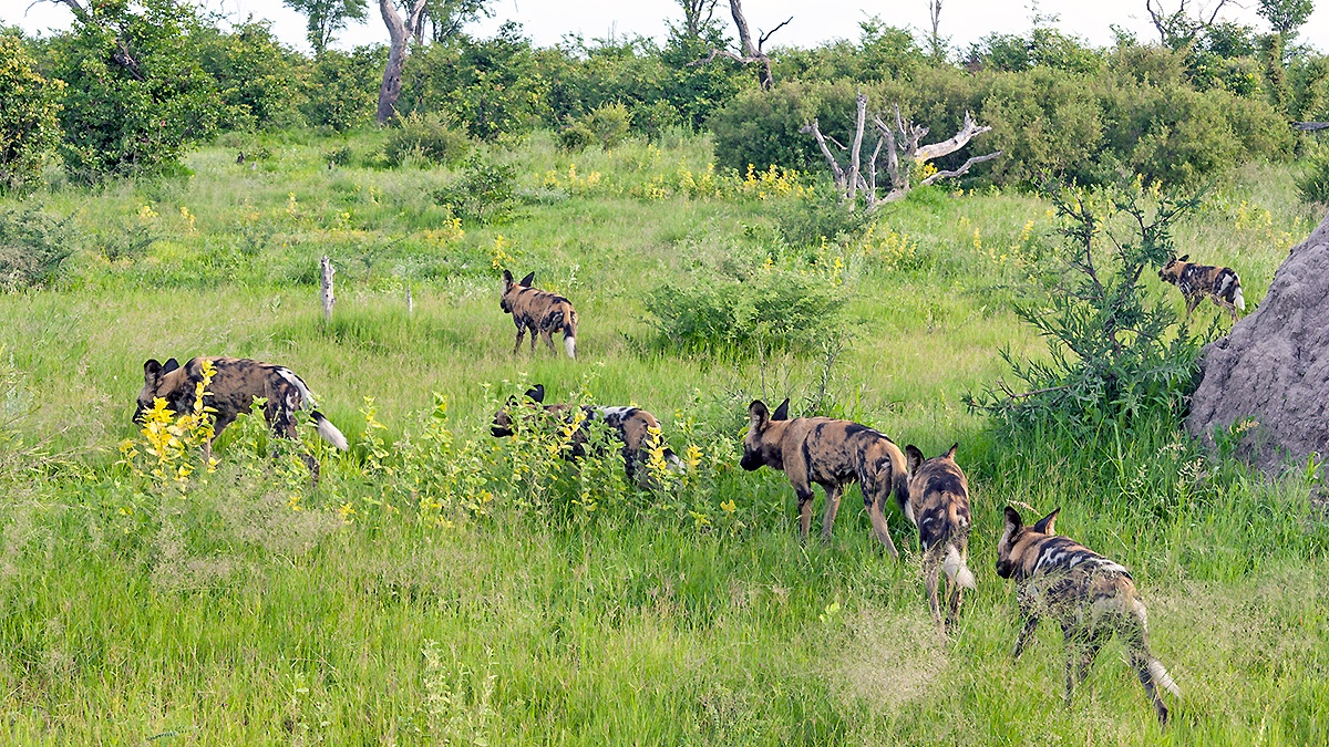 African Wild Dog [Lycaon pictus pictus]