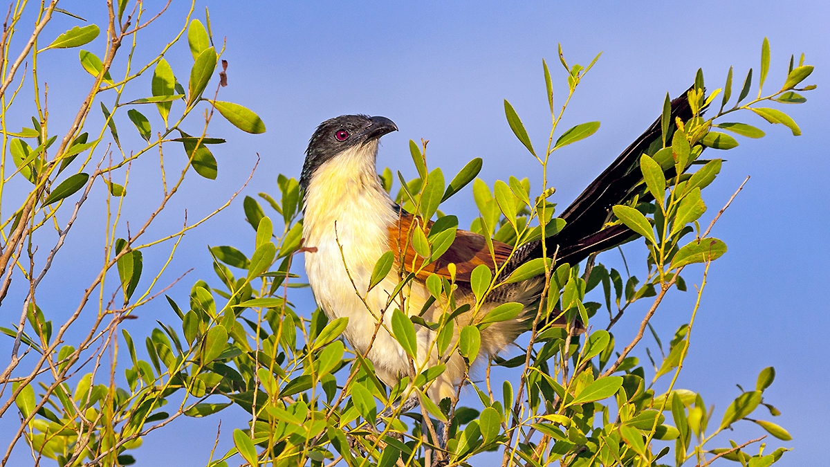 Burchell's Coucal [Centropus burchellii burchellii]