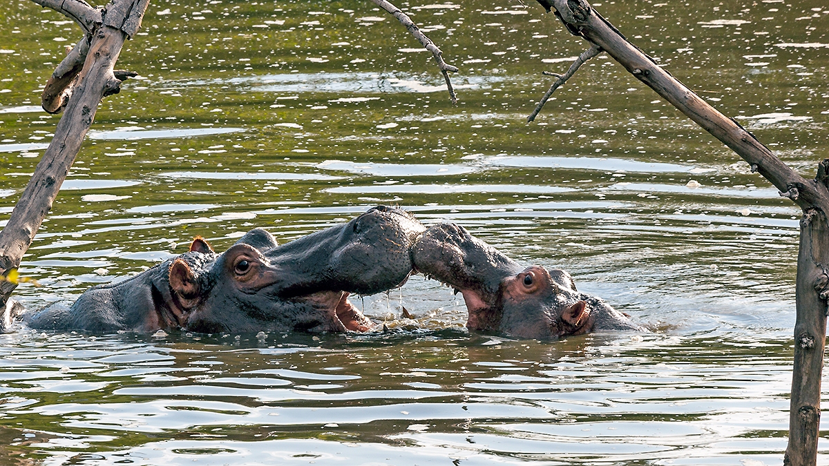 Common Hippopotamus [Hippopotamus amphibius capensis]