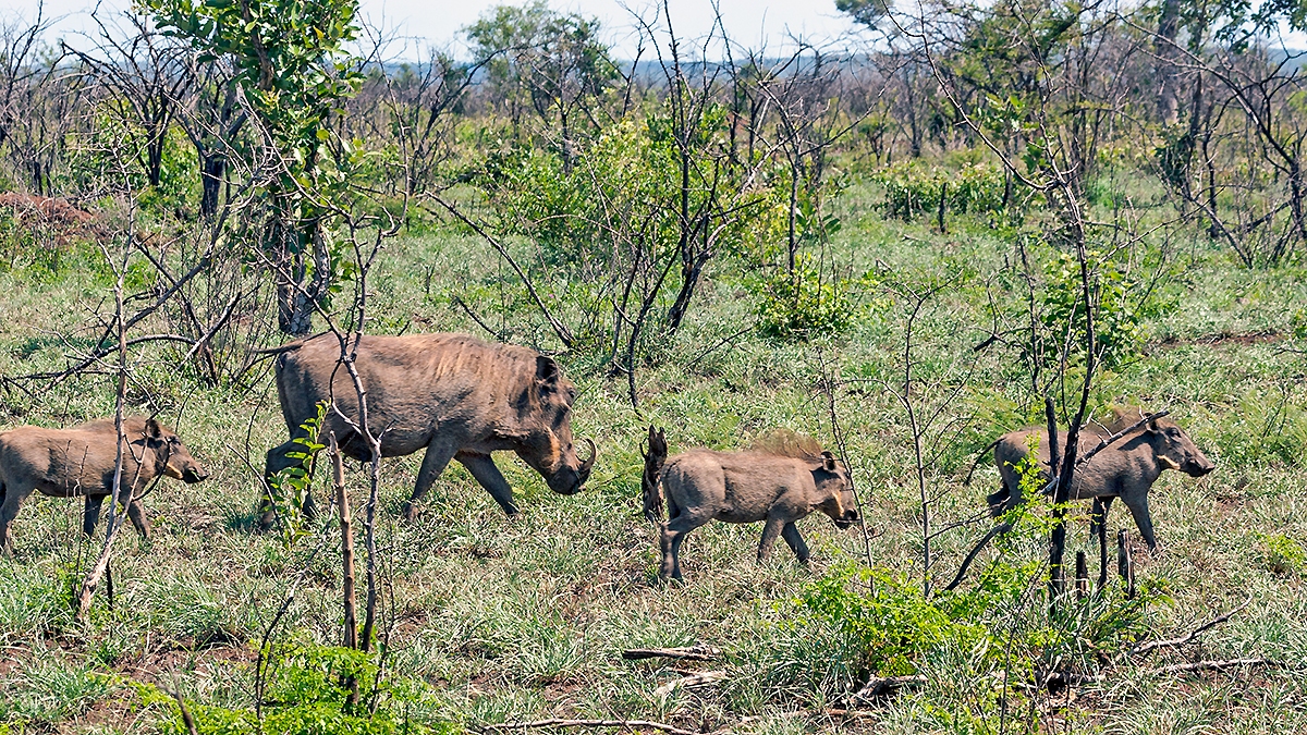 Common Warthog [Phacochoerus africanus sundlii]