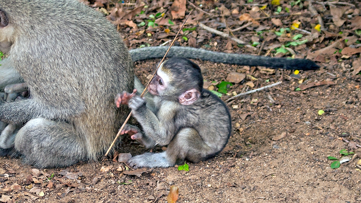 Vervet Monkey [Chlorocebus pygerythrus pygerythus]