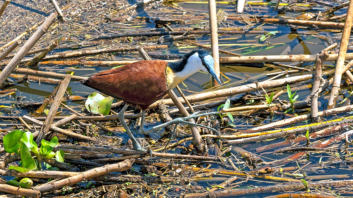 African Jacana [Actophilornis africanus]