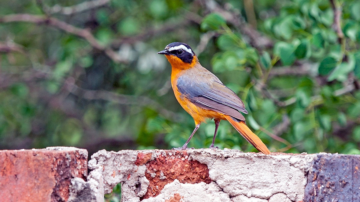 White-browed Robin-Chat [Cossypha heuglini heuglini]
