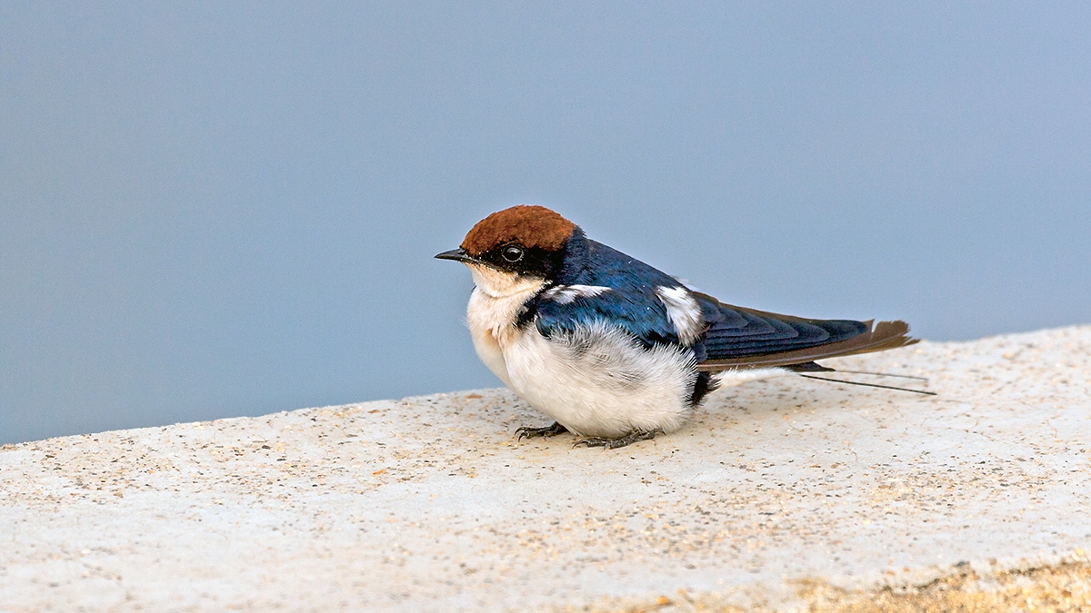 Wire-tailed Swallow [Hirundo smithii smithii]