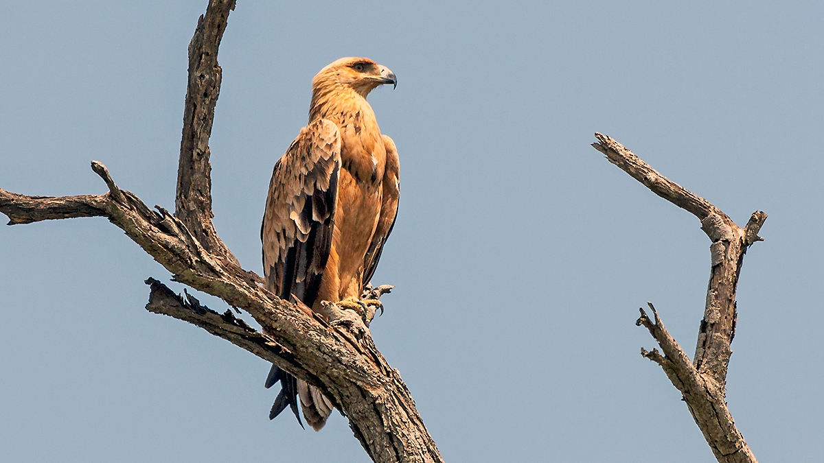 Tawny Eagle [Aquila rapax rapax]