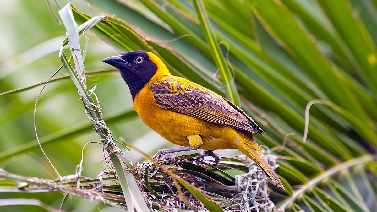 Lesser Masked Weaver [Ploceus intermedius cabanisii]