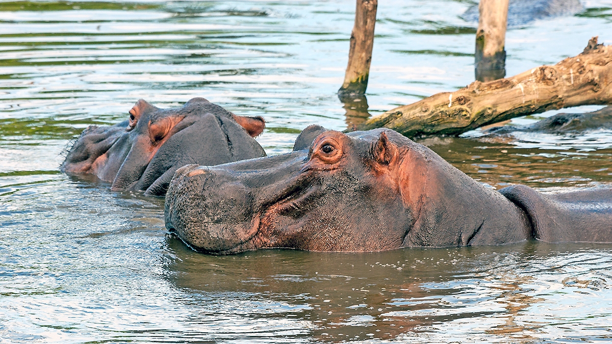Common Hippopotamus [Hippopotamus amphibius capensis]